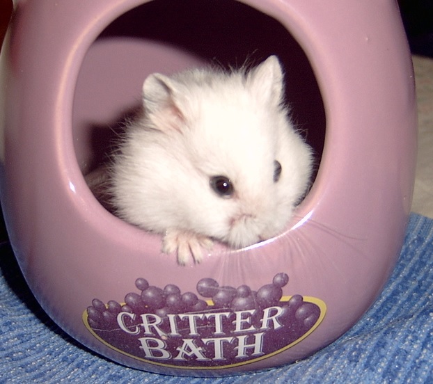 how to bathe a hamster