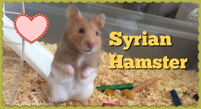 Syrian Hamster Care, Facts, Colors, Life Span - Shorthair & Longhaired