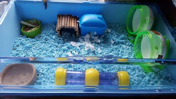 dwarf hamster house