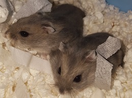 Winter White Dwarf Hamsters